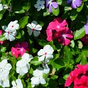 Catharanthus roseus 'Titan melange' (2)